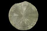 Pyrite Sun - Sparta, Illinois #136633-1